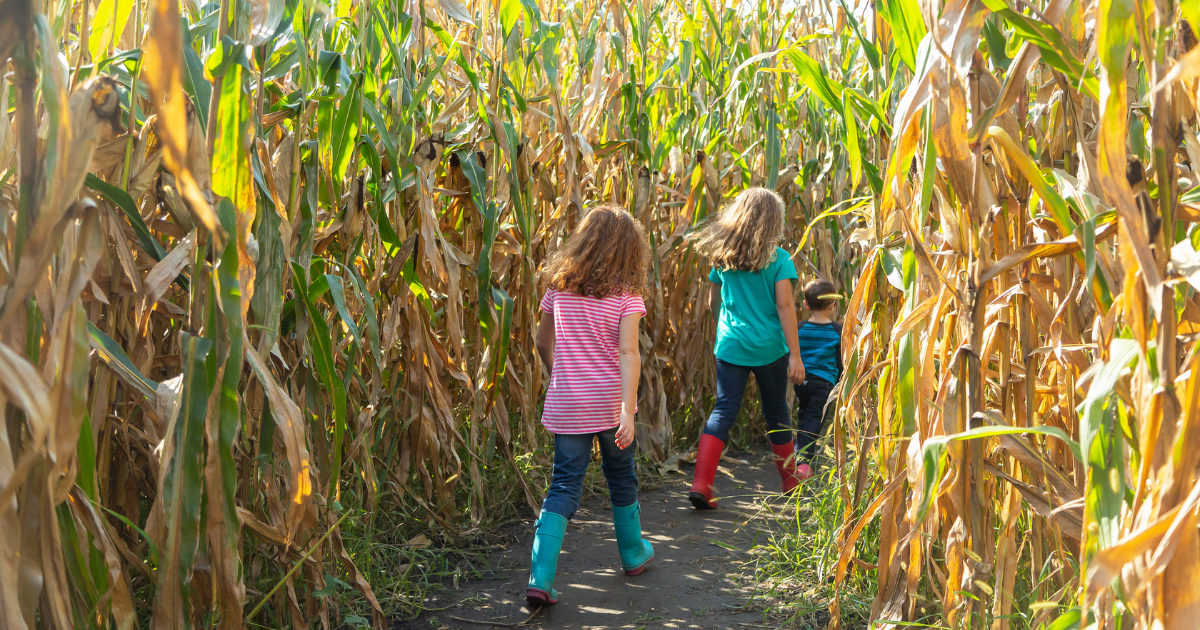 Family going through corn maze in fall in lancaster, pa