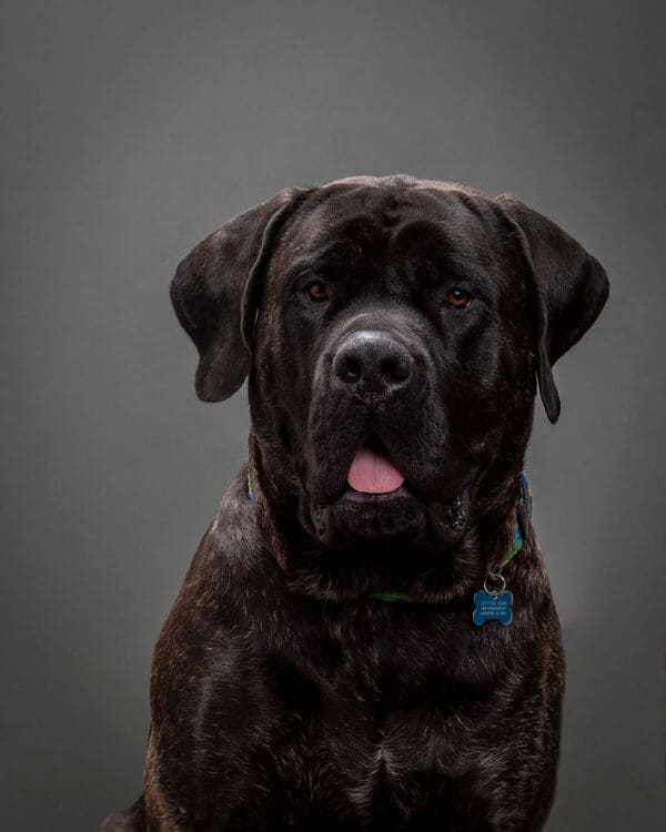 Portrait of Pipping the English Mastiff