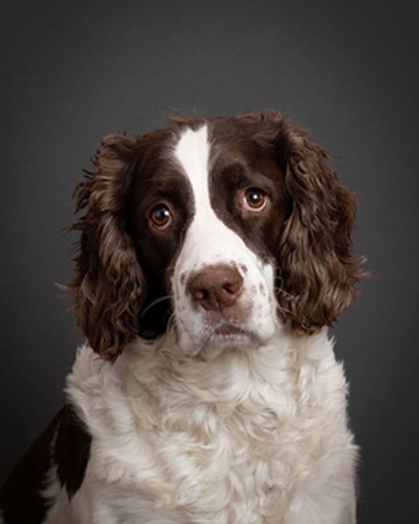 Portrait of Jetlag the Springer Spaniel