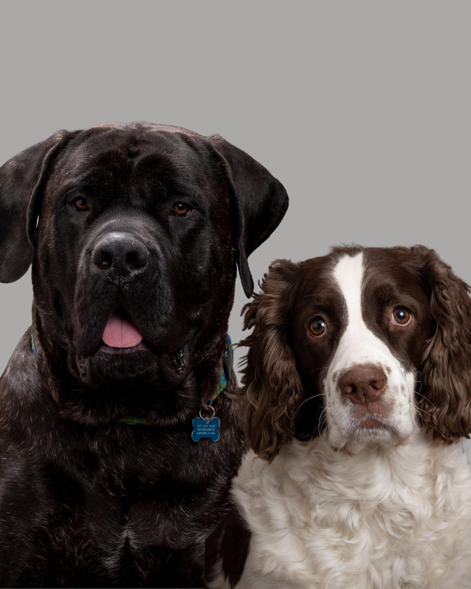 Jetlag and Pippin dog team mascots